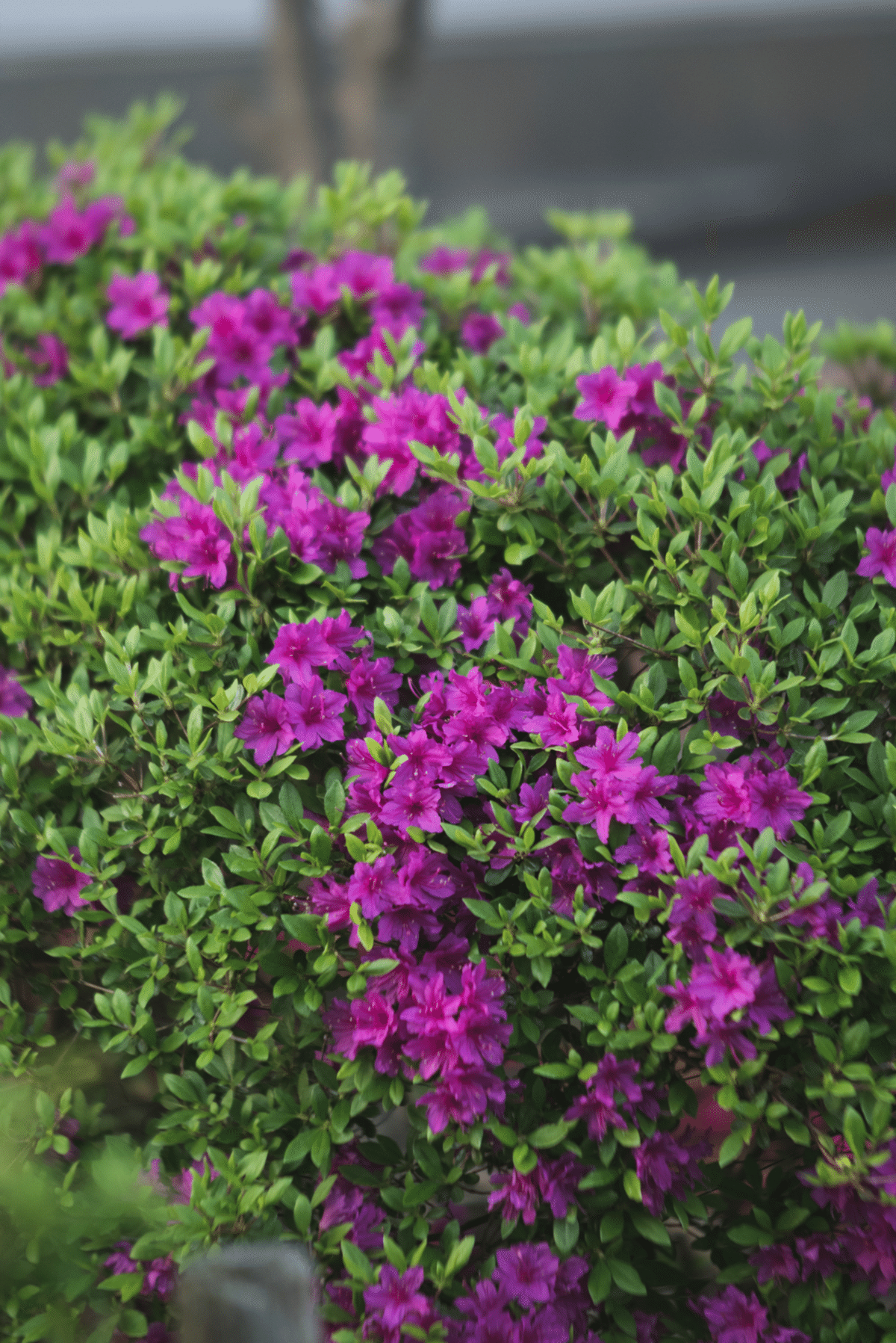 SUPER-KOMURA 100f2.5｜sgk