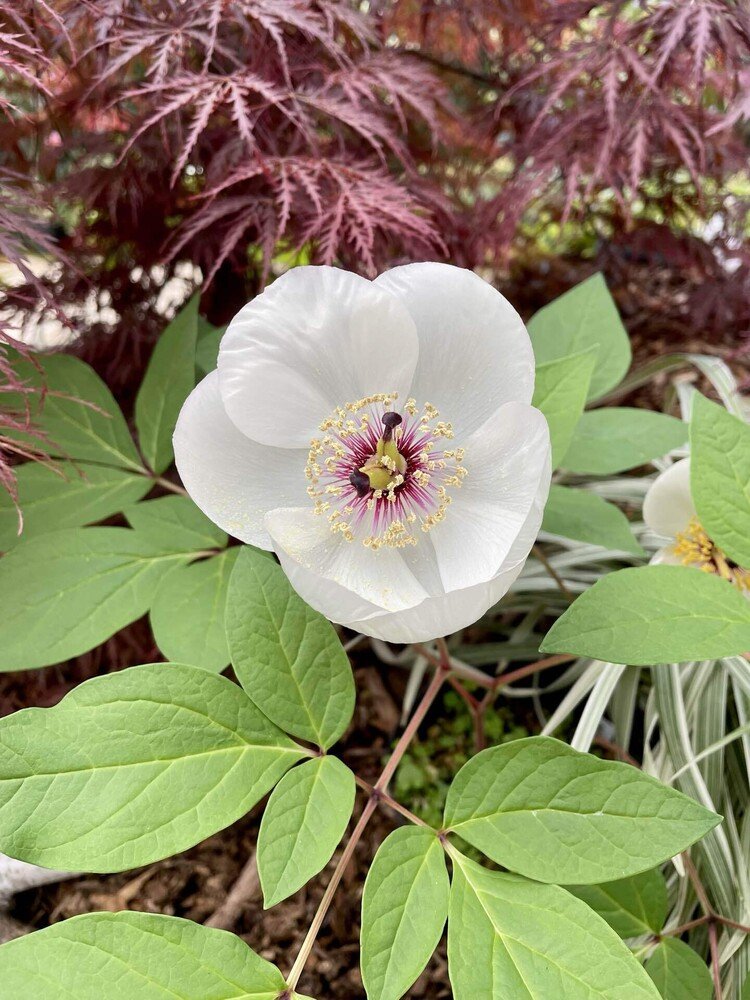 北国もやっと花が咲き始めました