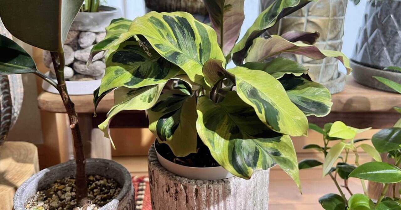 カラテア ロウイサエ タイビューティー Calathea louisae 