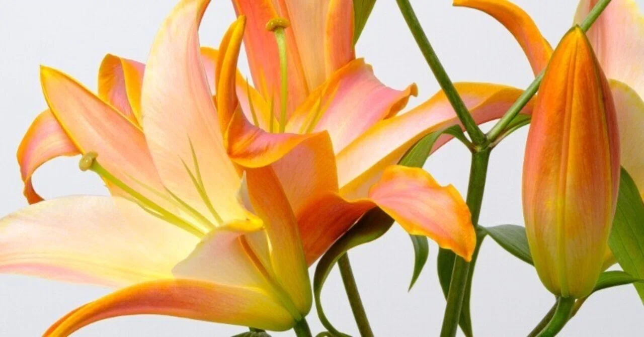 染めの花】ユリをオレンジ色に染めたら、綺麗だったので見てほしい