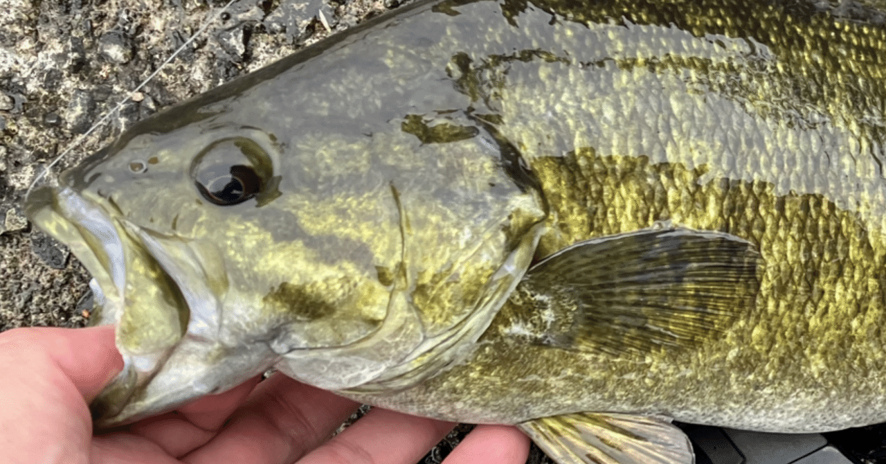 相模川のバス釣りポイントとおすすめルアーは？｜釣りおんす