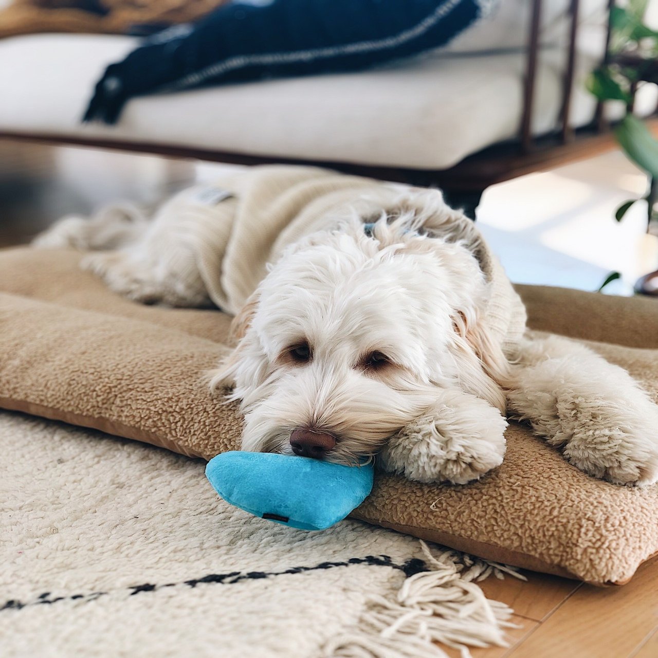 オーストラリアン ラブラドゥードルを輸入することに決める Harry Doodle Note