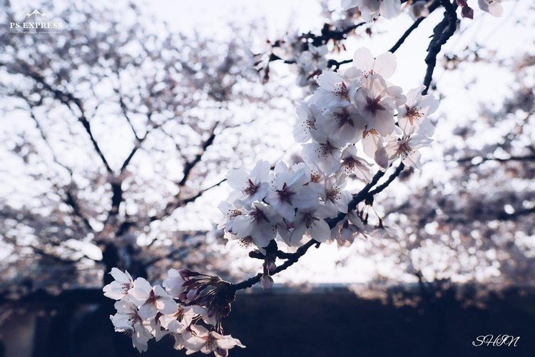 もうすぐこのシーズン🌸


今年もきれいな桜を撮れたら良いなと……
