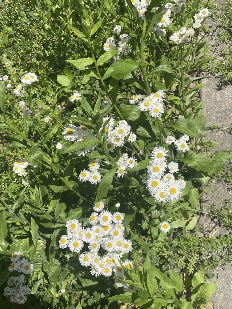 最近出会った植物達🌿|淡白|note