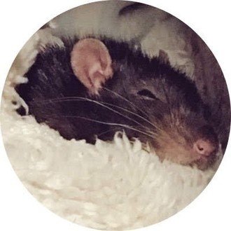 発達障害者まりんのスキーマ療法体験記