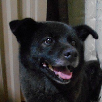 森奈津子(作家)