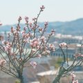 決意表明 Ruy Miyagawa 宮川類 Note