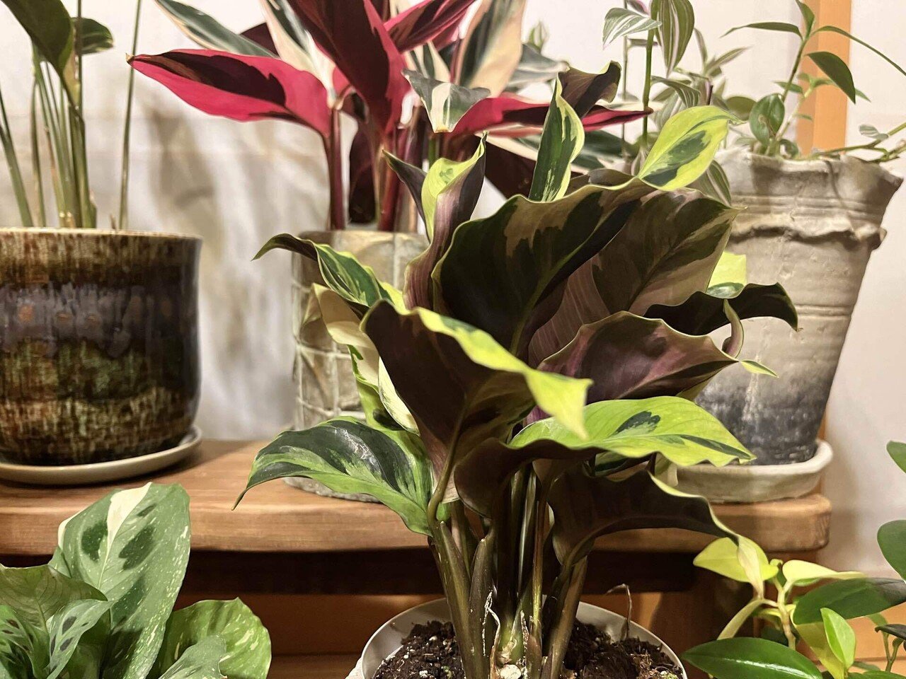 カラテア ロウイサエ タイビューティー Calathea louisae 