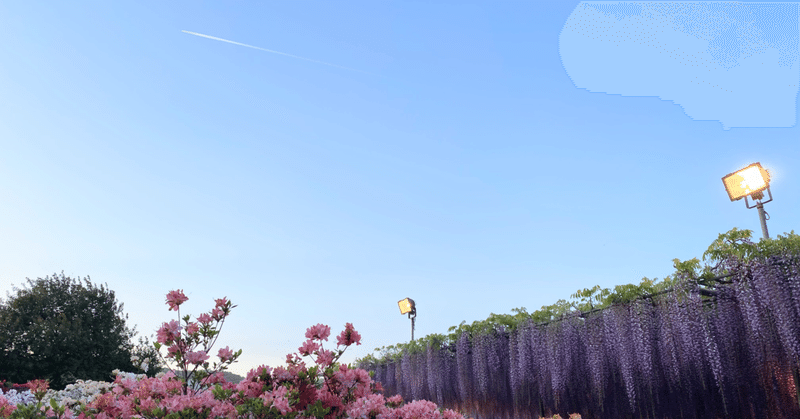 藤の花を見に＠栃木県