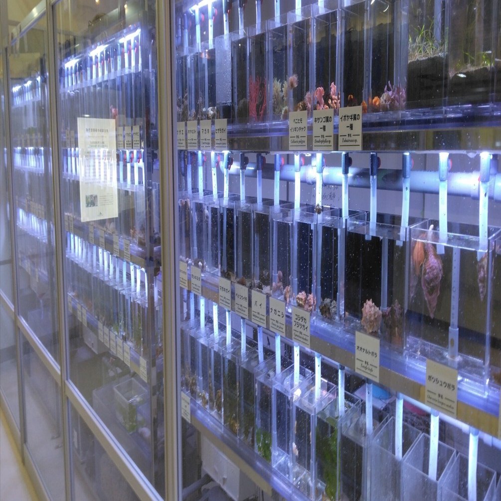 【新品未使用】メイドインアビス　八景島シーパラダイス　ナナチ　レグ TVアニメ『メイドインアビス』より、リコ&レグ&ナナチがコンセプト