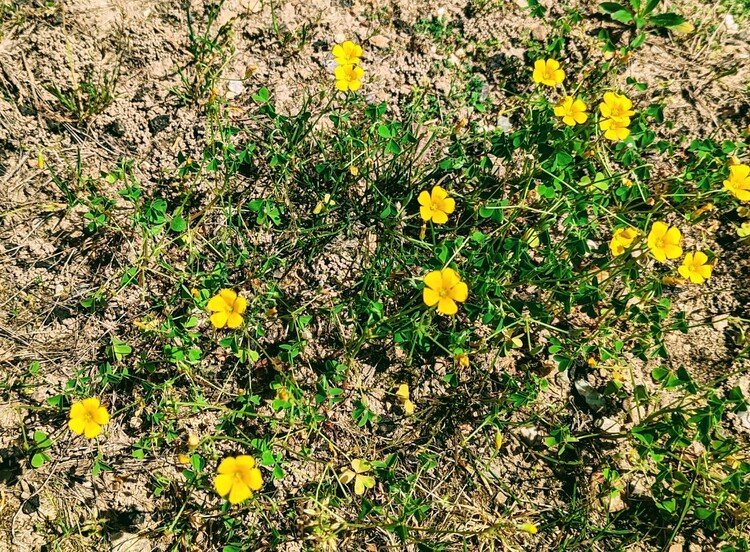 今日は空の写真でないです😶  黄色い小さな花の写真🌼🫧
