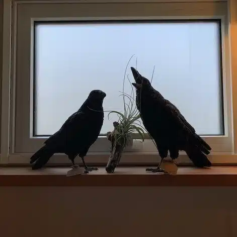 燐葉