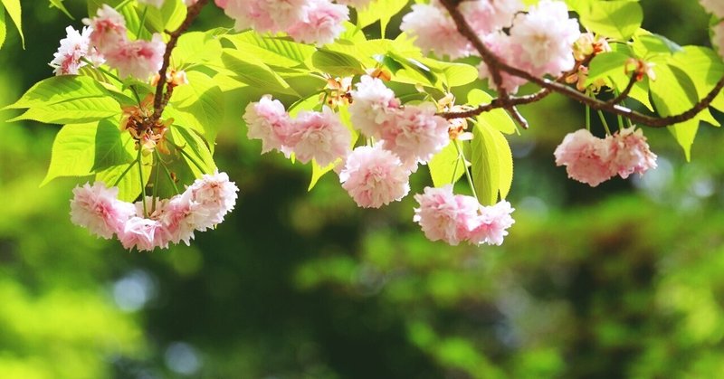 西光寺の桜～大村桜・御衣黄桜