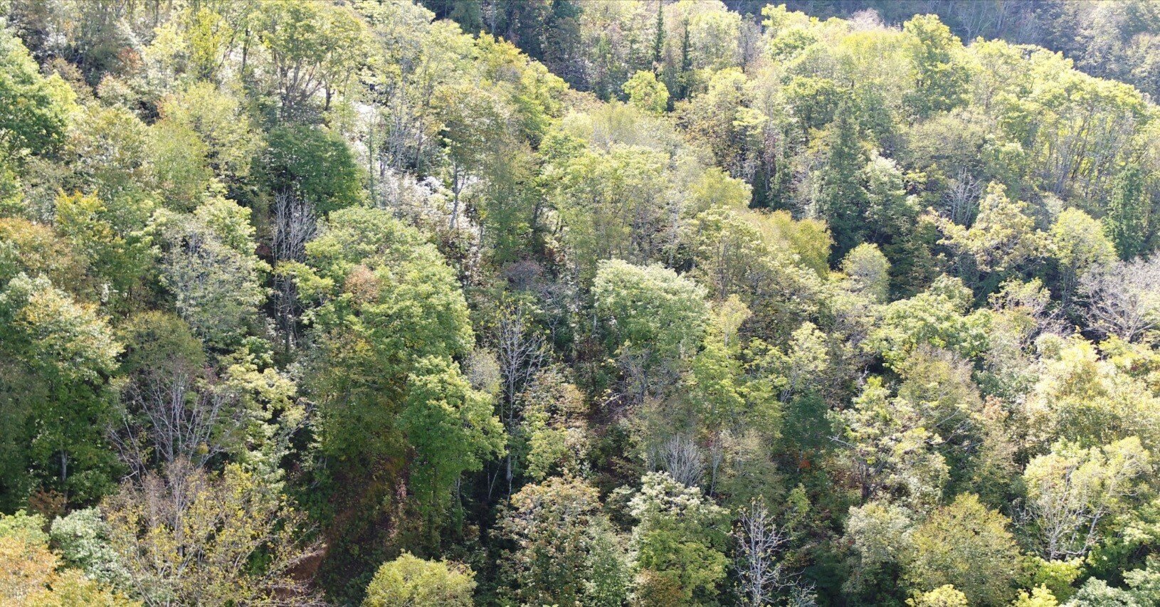 【森林木】RRL カタログ2,3,4 JForest 全国森林組合連合会 雑誌 森林組合