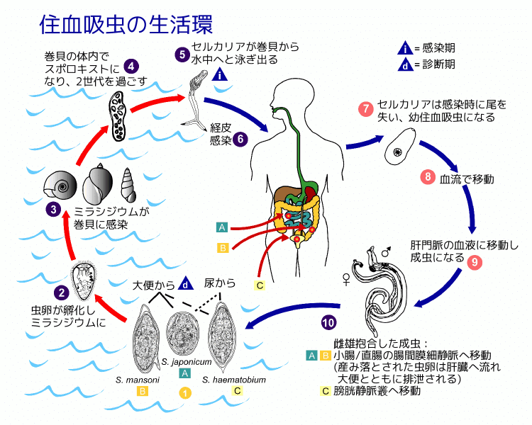 地理・歴史・SDGsの視点でひも解く 日本の世界遺産 全3巻 地理・歴史・SDGsの視点でひも解く 日本の世界遺産3 (帝国書院
