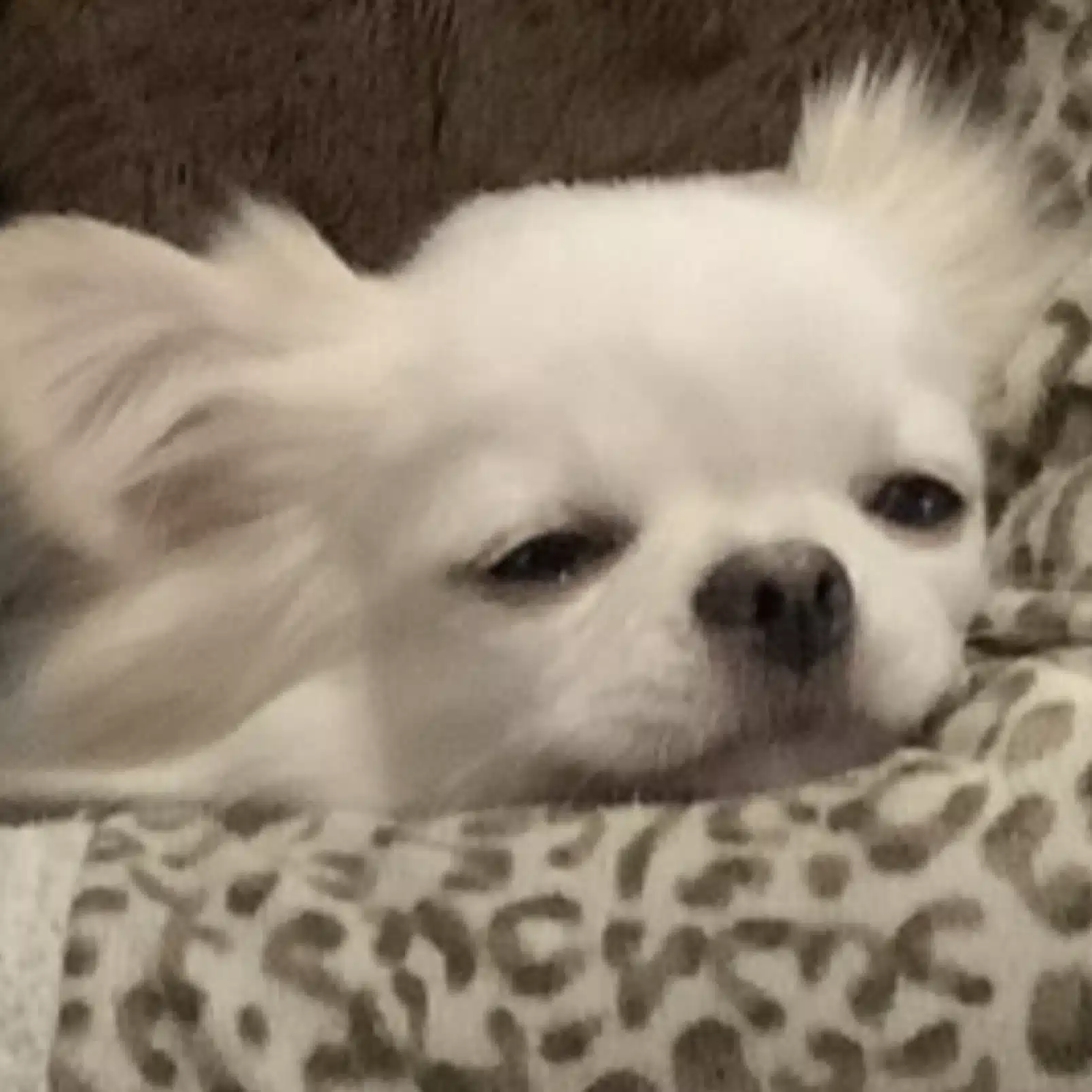 tofu
