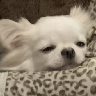 tofu