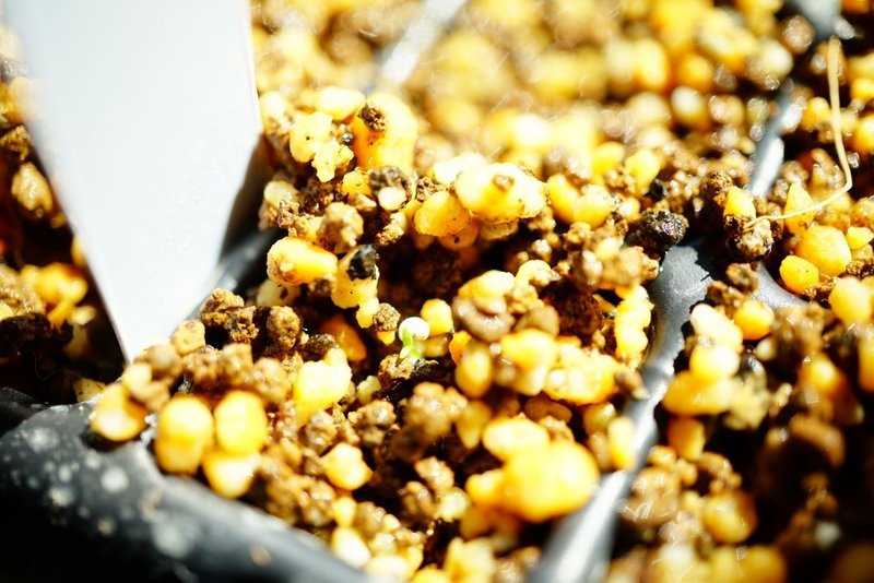 トルコギキョウとつっぱり棒 ゆかこ Note