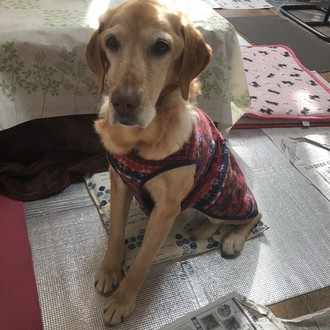 シニア男性のファッション問題 ソレッチ Note