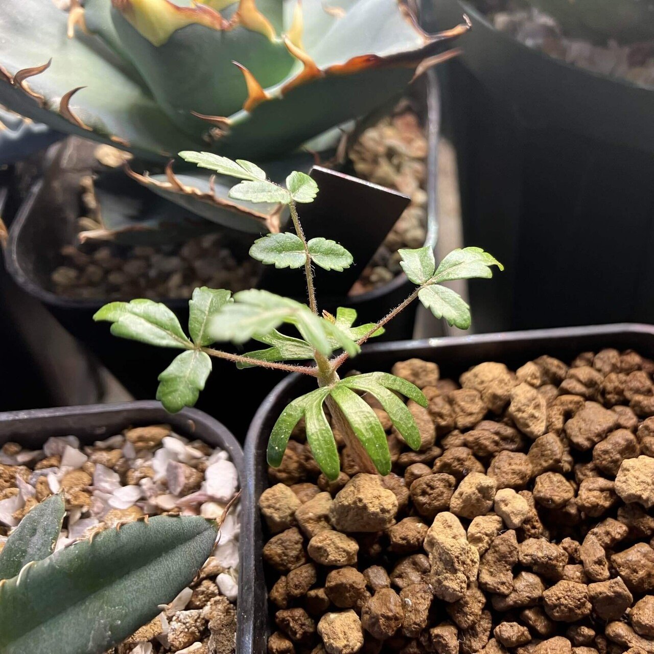 Boswellia neglecta【ボスウェリア・ネグレクタ】 | RIMO'S GREEN 【Saboten & Succulent】 ボスウェネグレクタ 実生 2株セット N-3.4