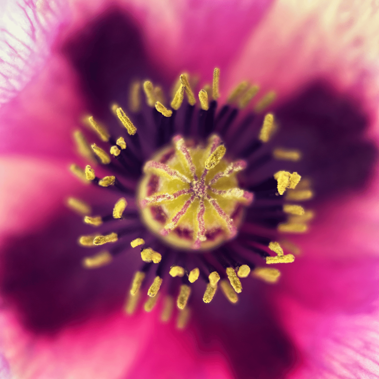 そのへんの3cm vol.1851 iPhoneでマクロ1800回達成 アツミゲシ|フジイピカピ / そのへんの3cmを撮る人|note