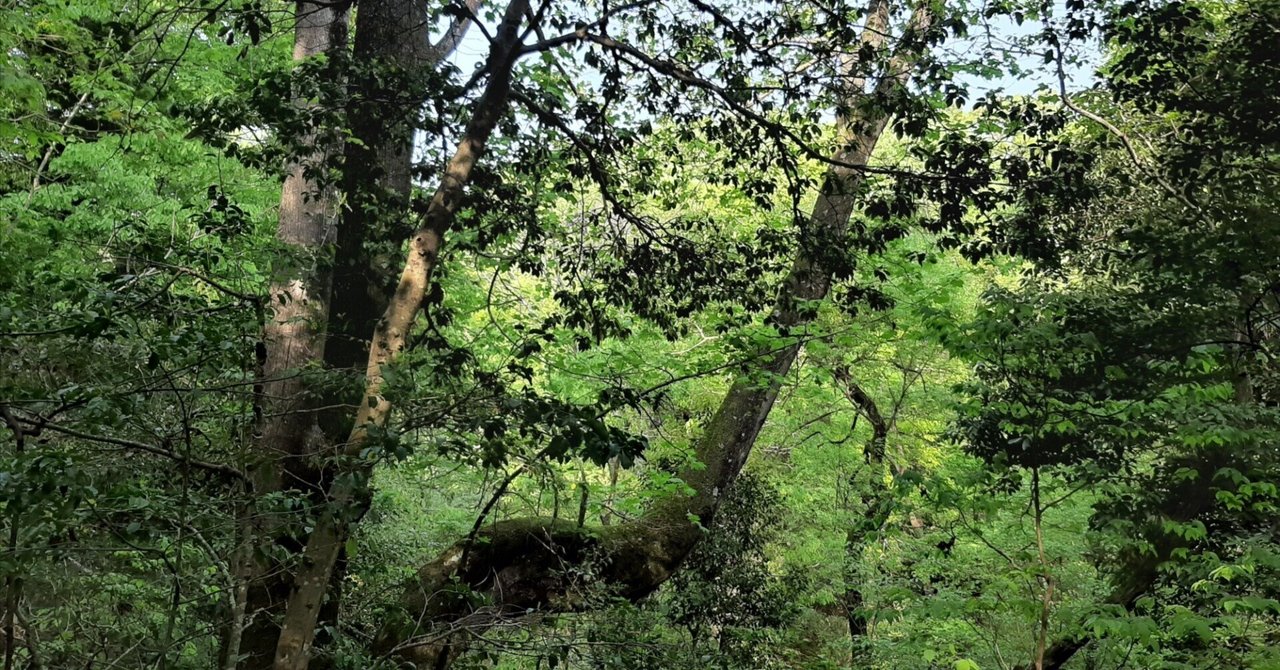 諸悪の根源は細菌やウイルスではなく、私たちの身体の状態〜バランスを考えた暮らしを!!〜|mOrganics