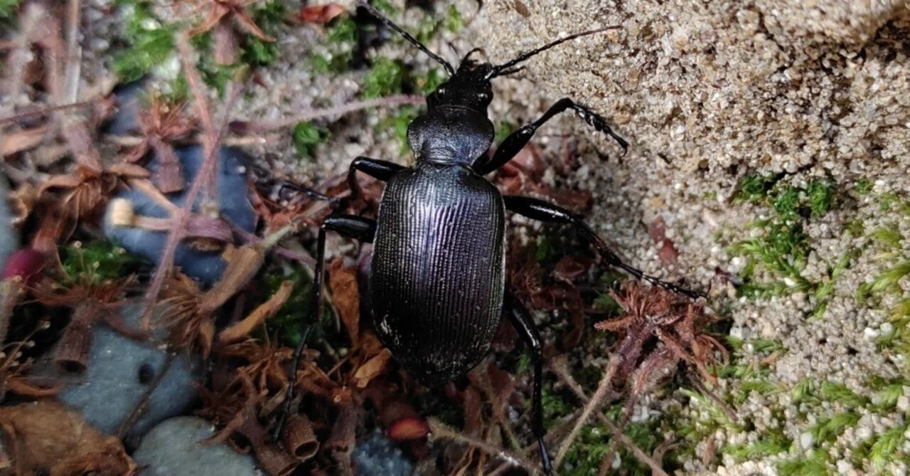 クロカタビロオサムシ（黒肩広歩行虫）｜かえる