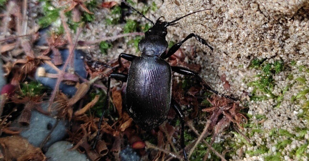 クロカタビロオサムシ（黒肩広歩行虫）｜かえる