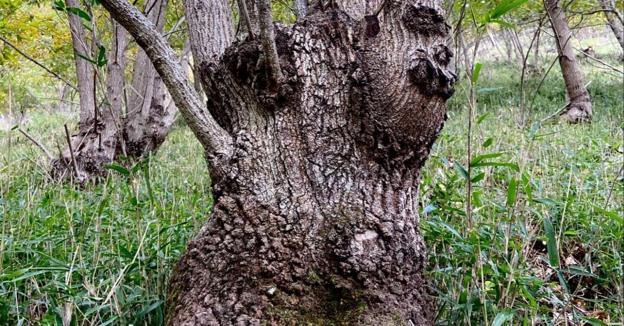 クヌギ倒木 1m前後ほどにカット済 現場で搬出できる方 民家に傾倒