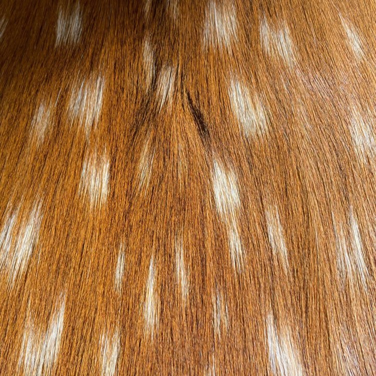 ハンドメイド記録】ミョウバン液につけて毛皮なめしNo.17：シカ夏毛