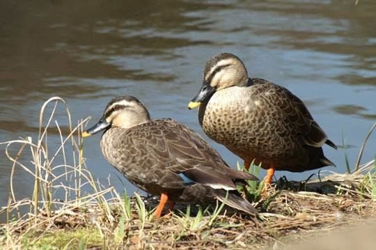 第91回 親子で引越しで有名なカルガモ 翆野 大地 Note 第91回 親子で引越しで有名なカルガモ 翆野 大地 Note
