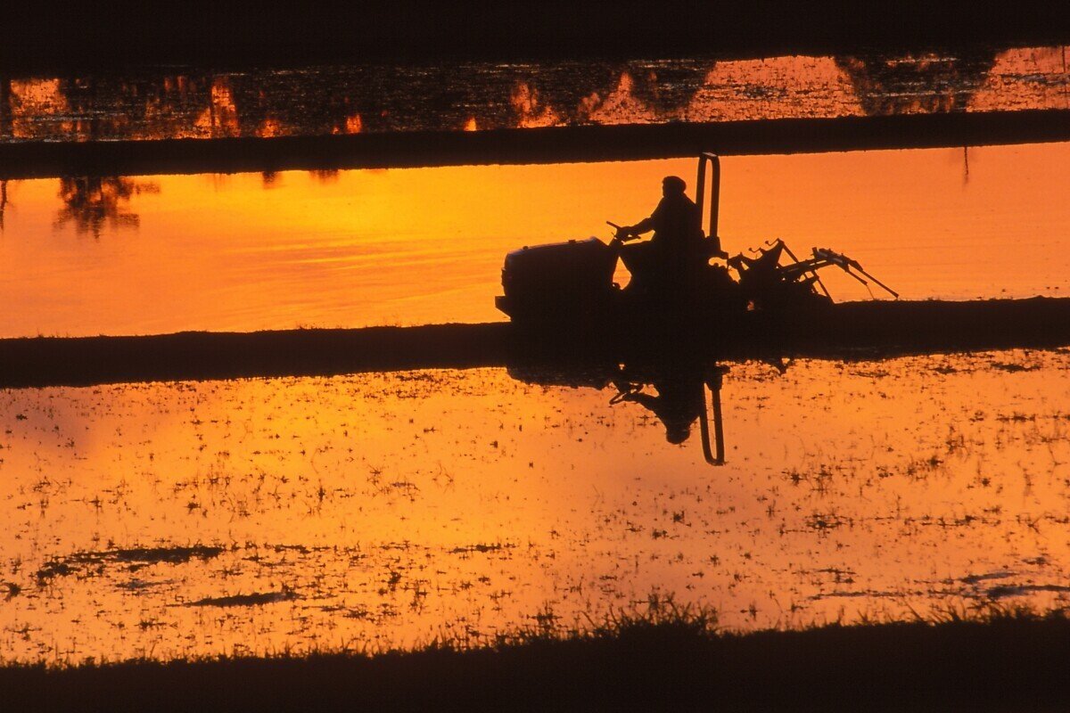 僕の家は昔は農家でした。重労働でした。農業プロの妻の指示に従って、休日には素人の僕も手伝っていました。 トラクターは僕の担当でした。越前海岸