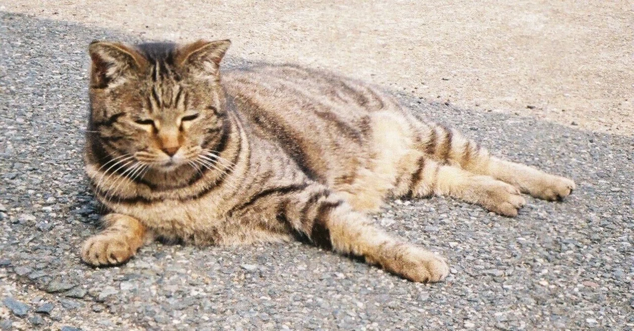 フィルムカメラと猫の島、相島。｜まなみん