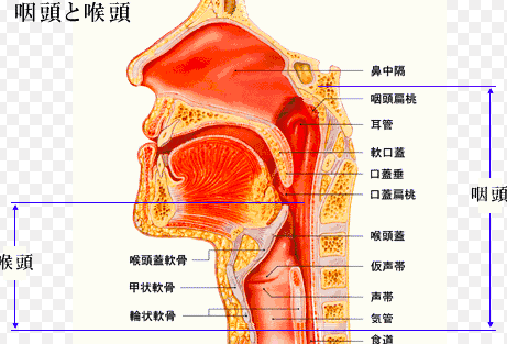 口腔・咽頭・喉頭・気管・食道 呼吸器系
