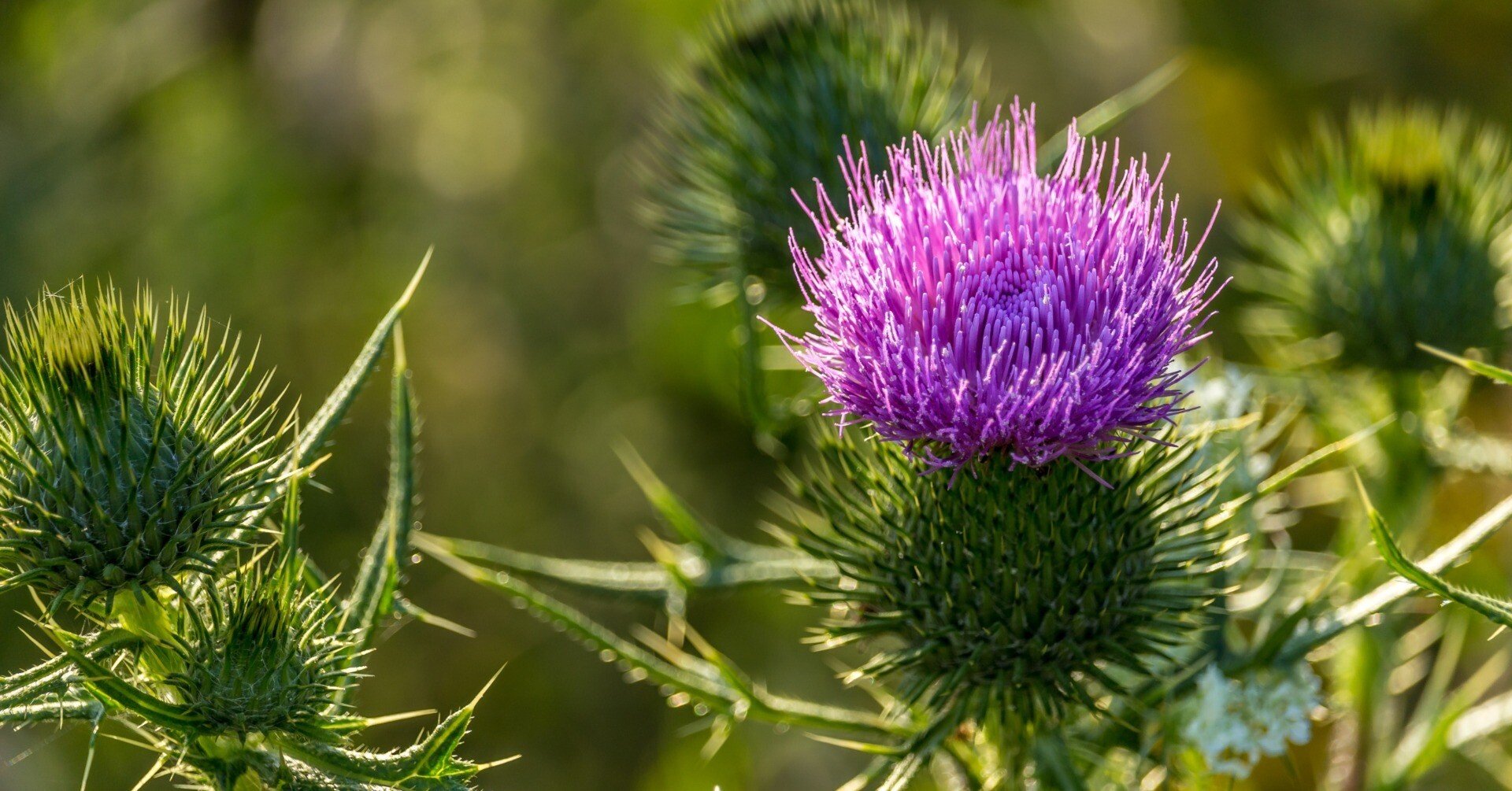 2a8c315ba6ef1e59fe9c37e86db814