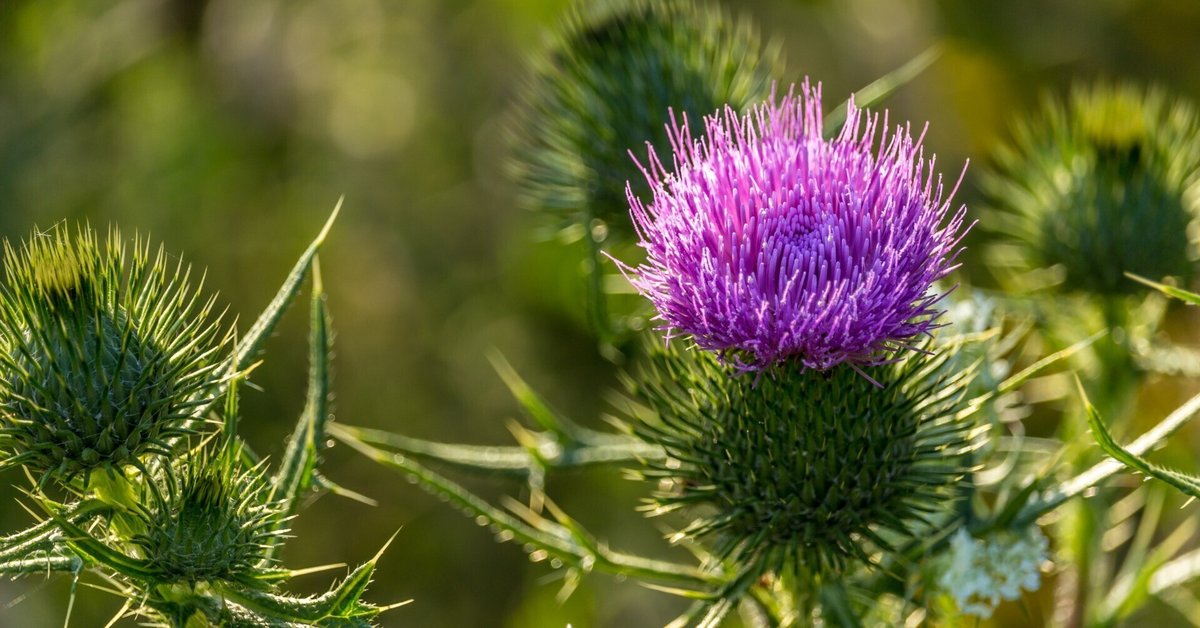 アザミの絵 アザミの絵オリジナル水彩アート植物青い花のアートワーク