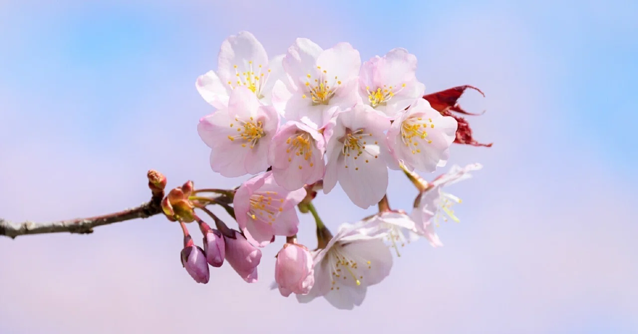 日本は長い国 北海道の桜｜愛しい北海道ANIMALS｜ほんのひととき