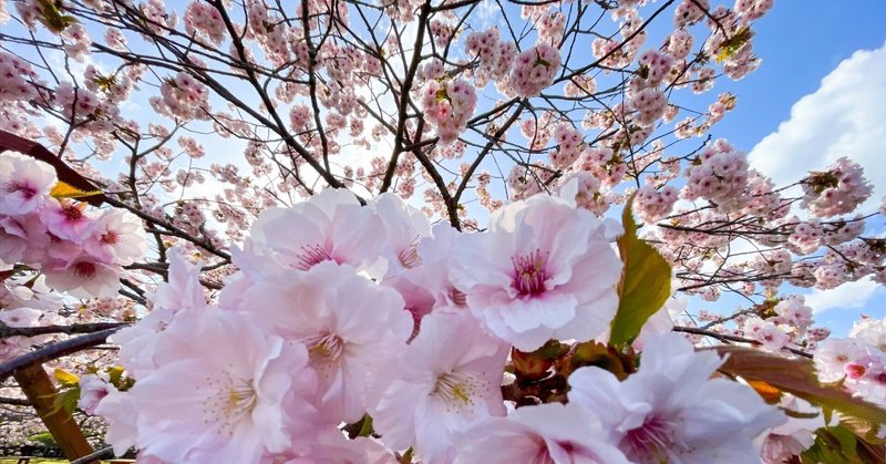 ぶらり散歩　#0３７  函館　桜満開ラッキー