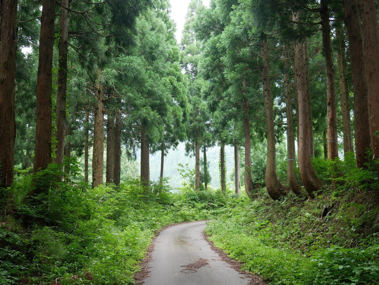 吸い込まれるような美しい森 Furafura Co Note