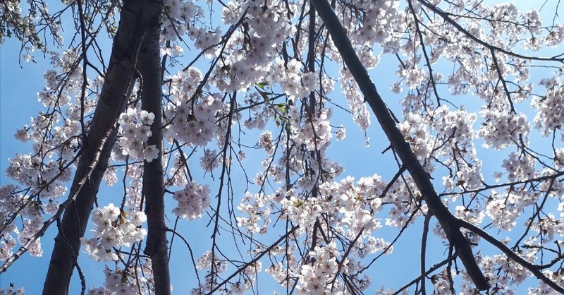 桜の木の下で出逢った女の話～第9話