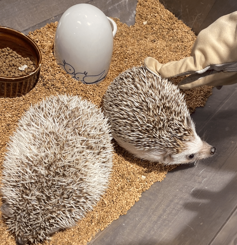 新品 ☆yucoco cafe様☆　ハンドメイド　ハリネズミ　羊毛フェルト 新品 ☆yucoco cafe様☆ ハンドメイド ハリネズミ 羊毛フェルト 【公式