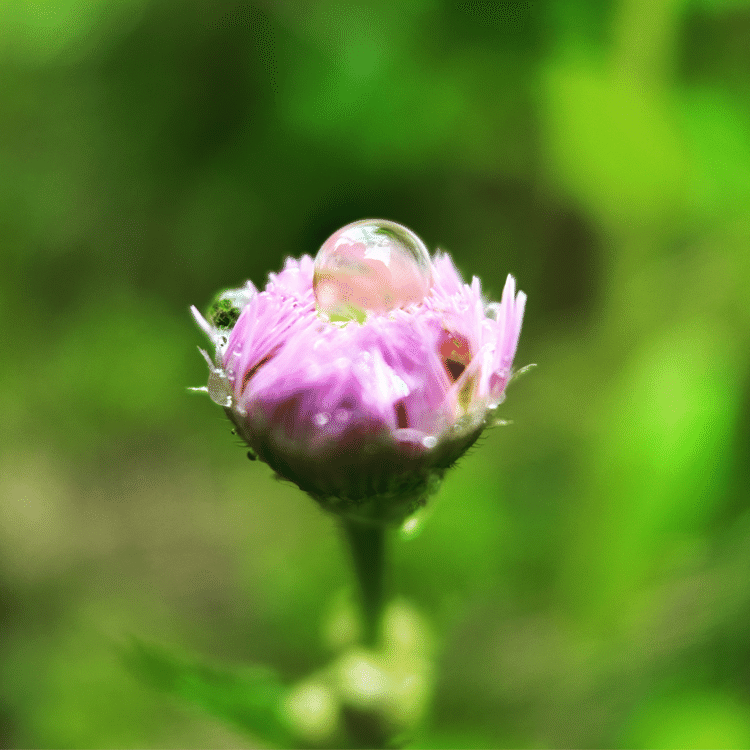 #そのへんの3cm vol.1856 iPhoneでマクロ1800回達成#ハルジオン 雨滴を湛える春紫苑。#スマホ写真 #マクロ写真 #iPhone14pro #shotonshiftcam #shotoniphone #道草 #花が好き #野草 #雑草 #雨 