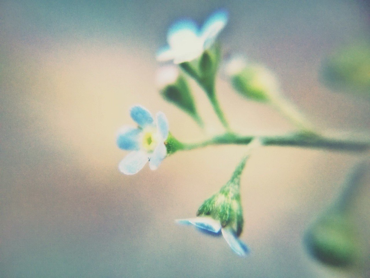 藤巻亮太の歌詞はあまりにも美しい 大麦こむぎ Note