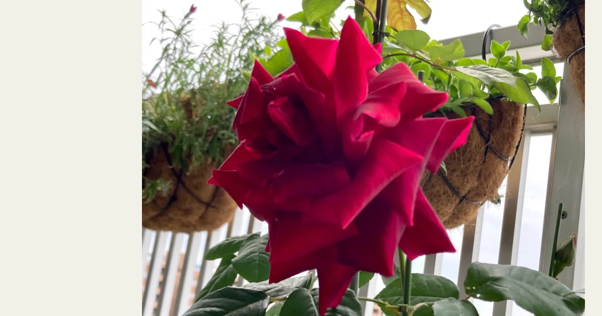枯れかけた植物たち」が教えてくれたこと｜くまたろう