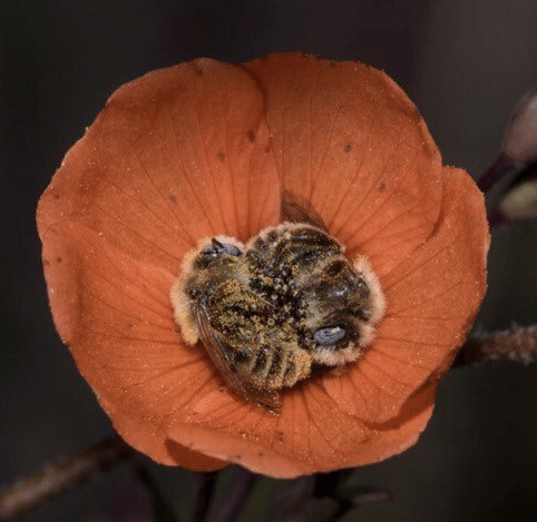 Green Pepper さんのTwitterより。花粉にまみれ、花の中で眠るミツバチ。ミツバチは1日5〜8時間眠り、時にその場所が花の中ということもあるそうだ。そして時には2匹が互いの足を絡めて。御伽噺のようだ。