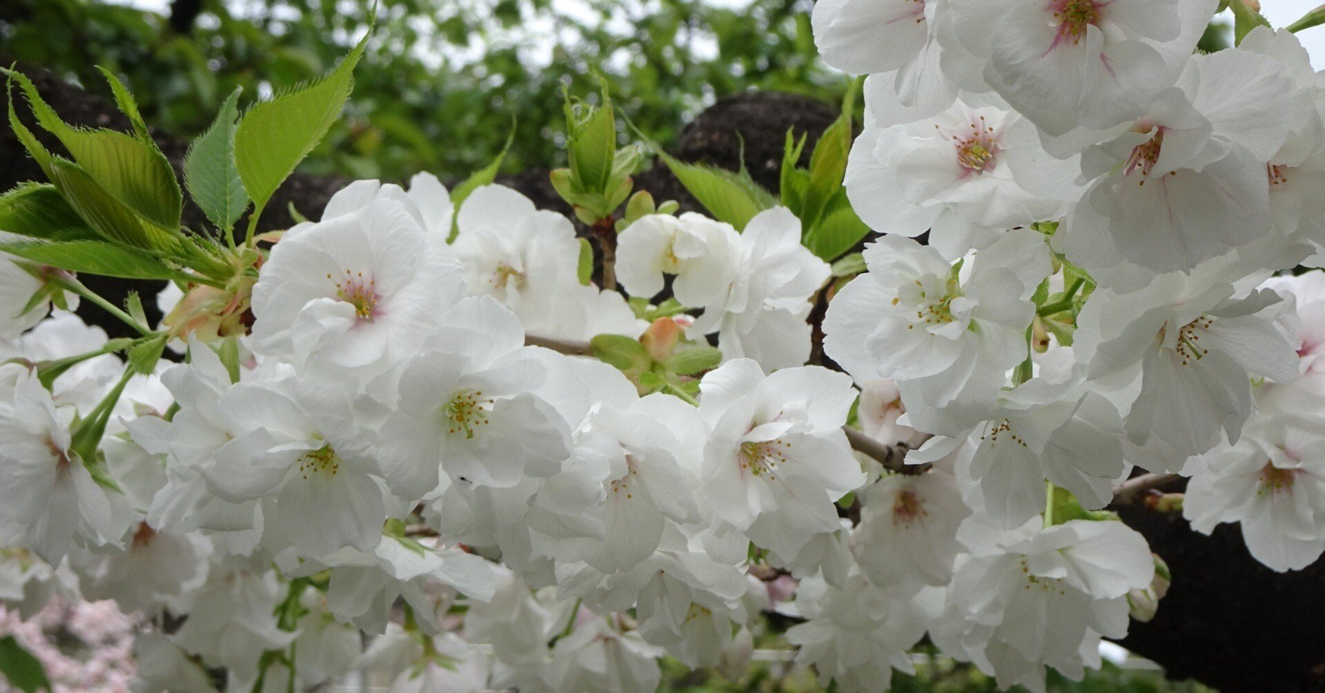 八重桜※プロフ必読 第4回）八重桜いろいろ｜otaueseigoro