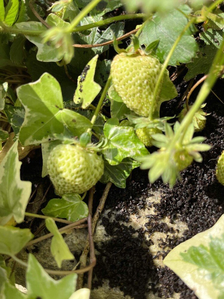 我が家のワイルドフラワー🍓実がなっとりました！