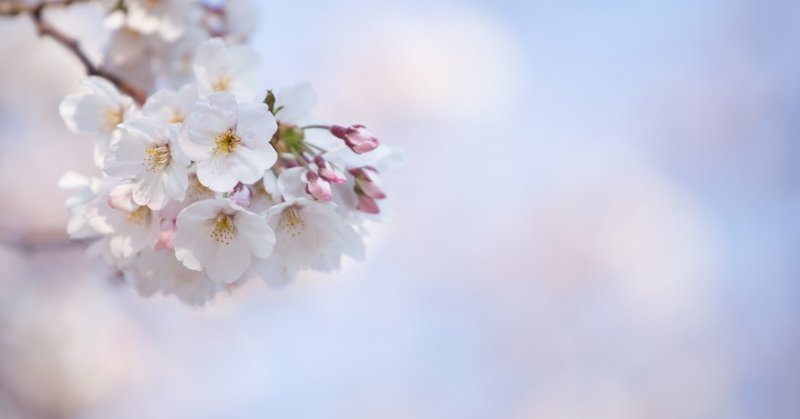 桜を集めました。さくら、カフェニルに咲く写真展のご案内