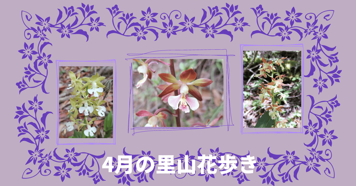 日本エビネ花譜 第4巻 | 弥生坂 緑の本棚