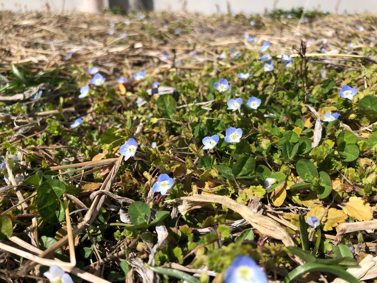 わたしの３つの雑草 Hikari Note